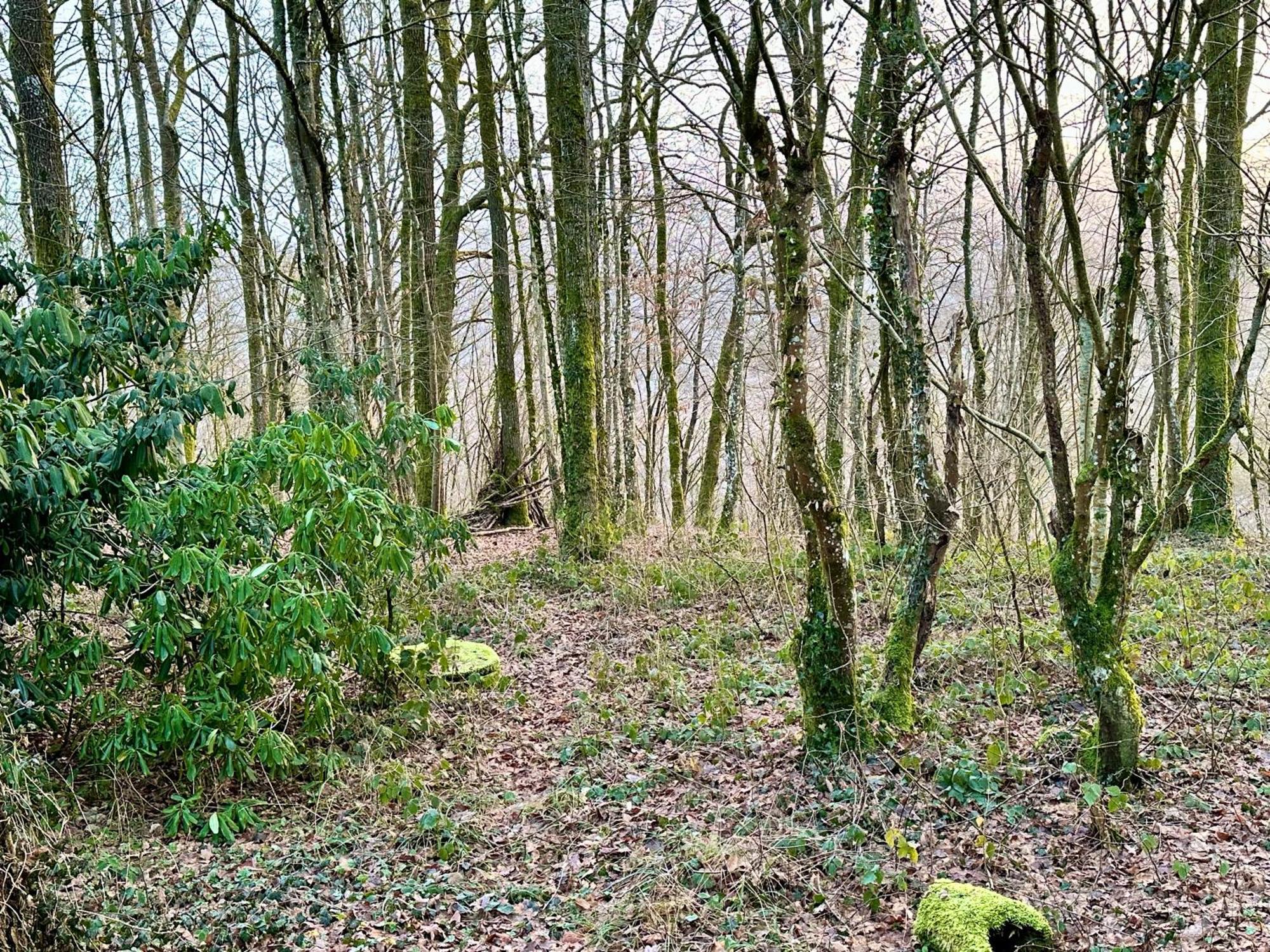 Boseend Ardennen, * Durbuy